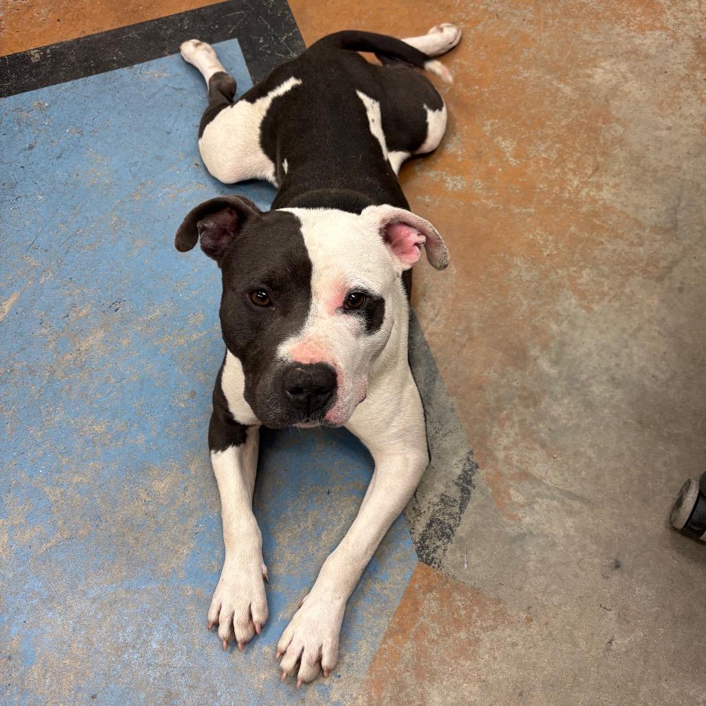 Enlarge Lego, a Adoptable Mixed Breed in Memphis, TN image 2/4