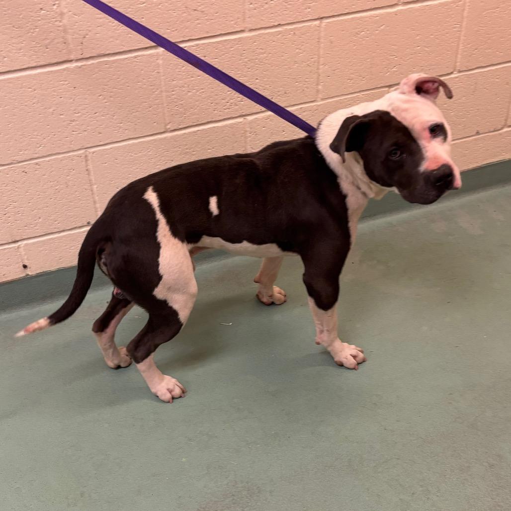 Enlarge Lego, a Adoptable Mixed Breed in Memphis, TN image 3/4