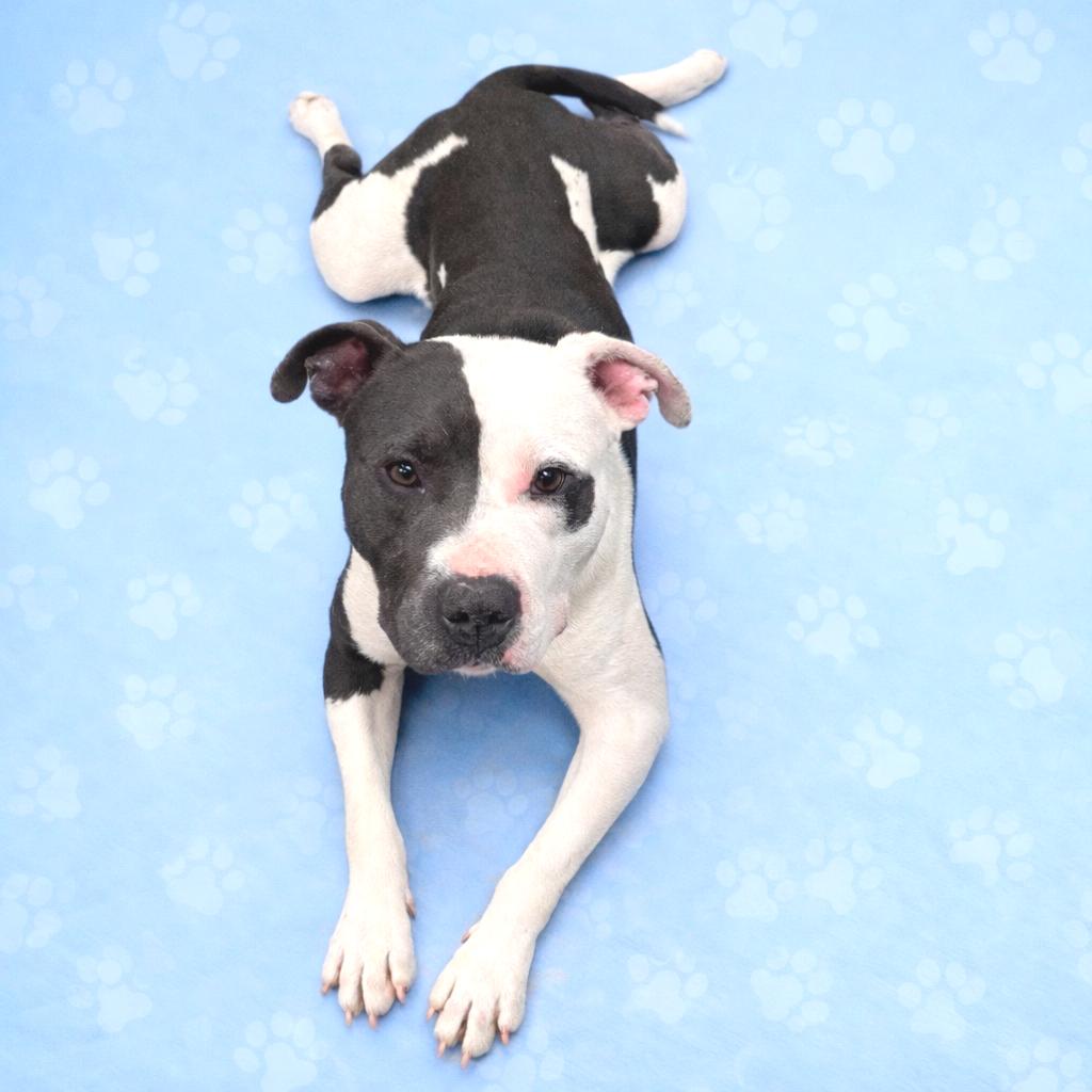 Enlarge Lego, a Adoptable Mixed Breed in Memphis, TN image 4/4