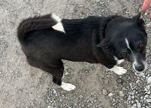 Enlarge TILLY (ohiosdrescue@gmail.com), a ADOPTABLE mixed breed in Rossford, OH image 4/4