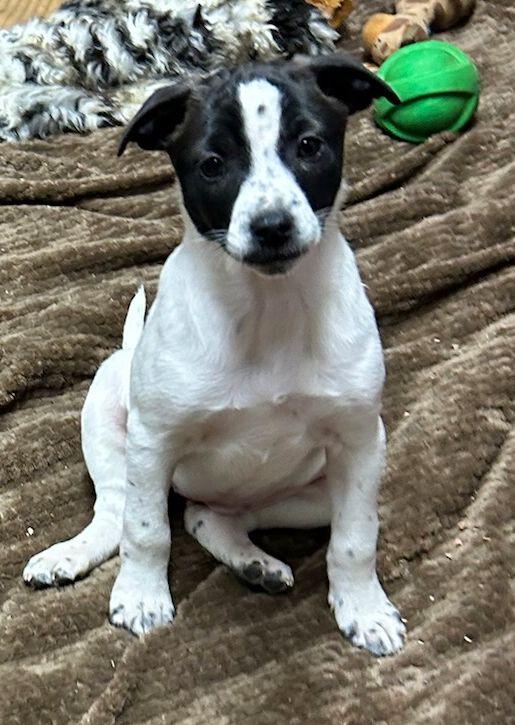 Enlarge TILLY (ohiosdrescue@gmail.com), a ADOPTABLE mixed breed in Rossford, OH image 2/4