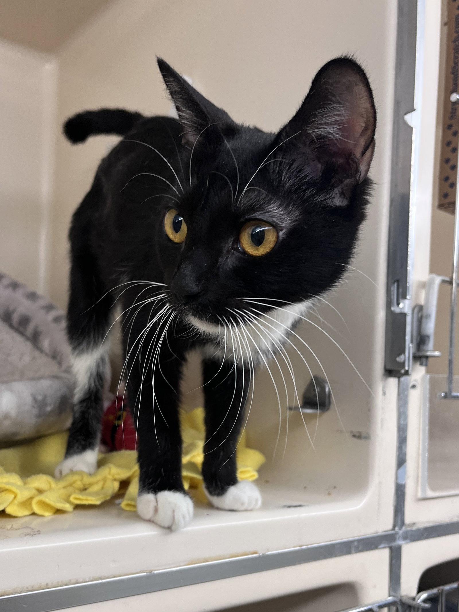 Enlarge Holly RM, a Adopted Domestic Short Hair in Rockaway, NJ image 1/1