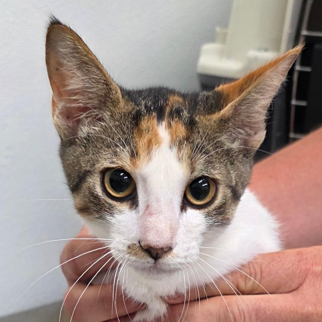 Patches, Adoptable, Young Female Domestic Short Hair.