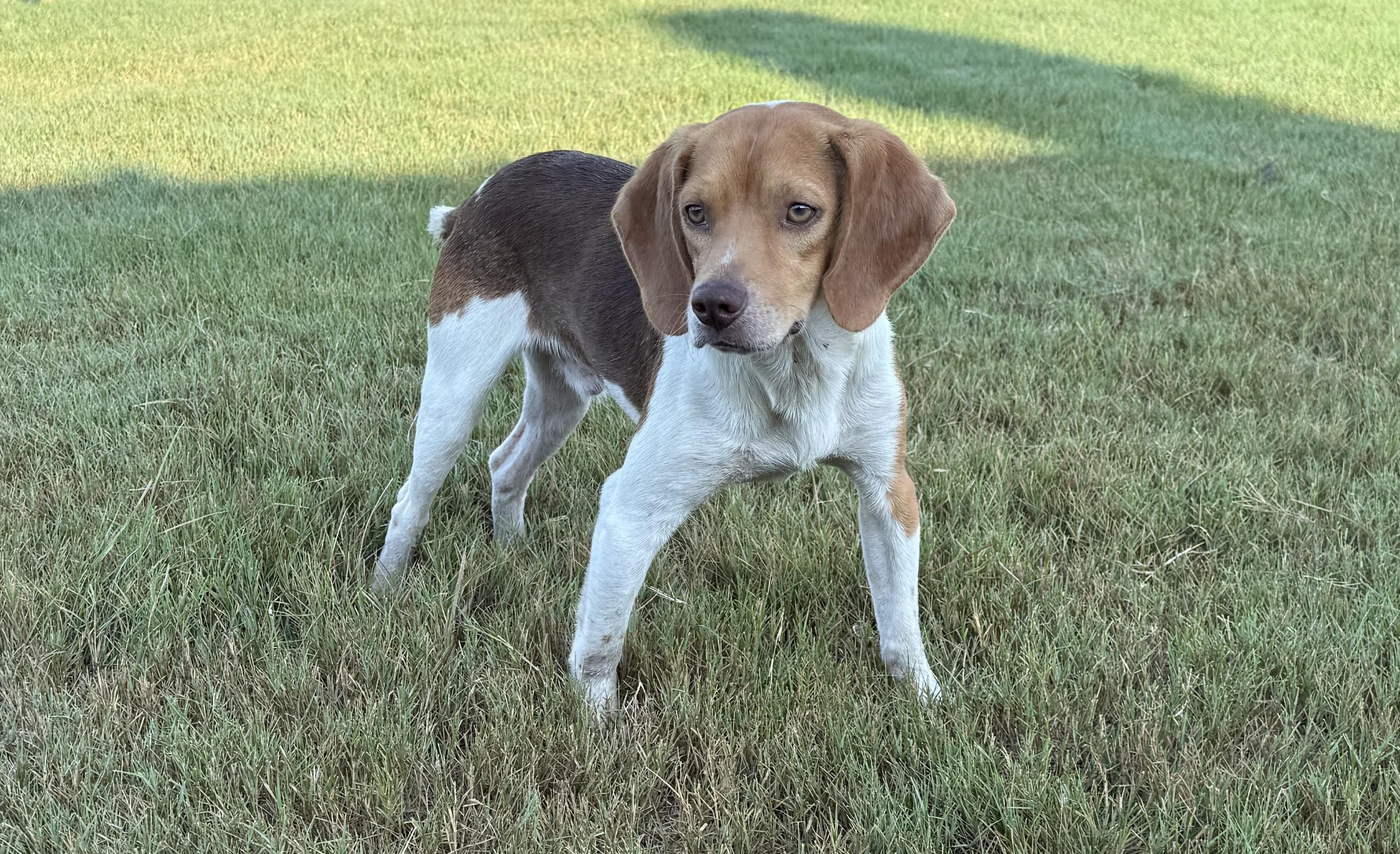 Enlarge Rusty, a ADOPTABLE Beagle in Raleigh, NC image 3/6