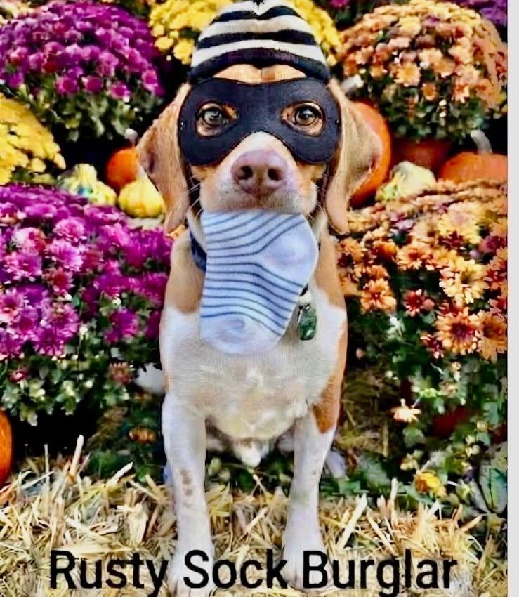Rusty, Adoptable, Adult Male Beagle.