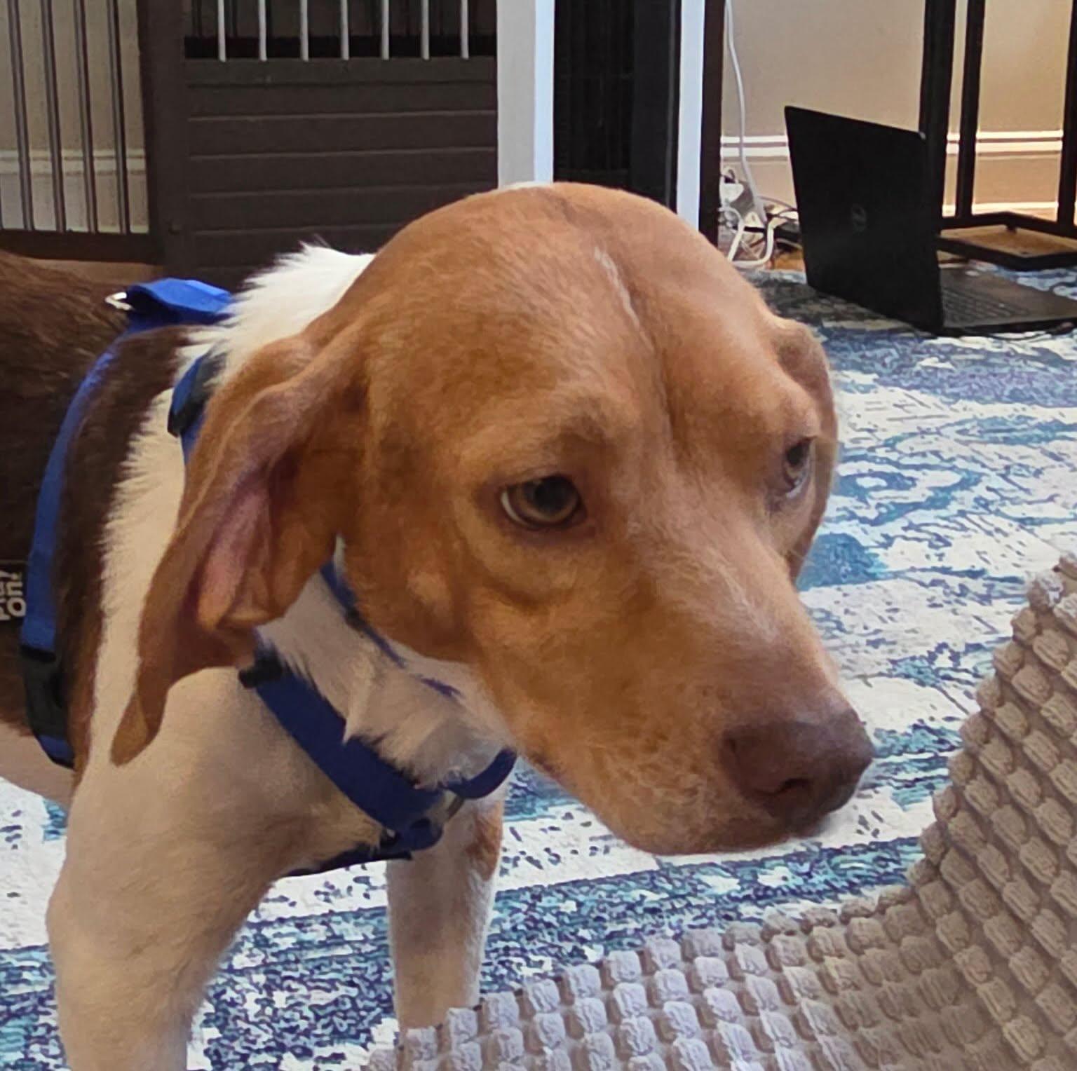 Enlarge Rusty, a ADOPTABLE Beagle in Raleigh, NC image 6/6