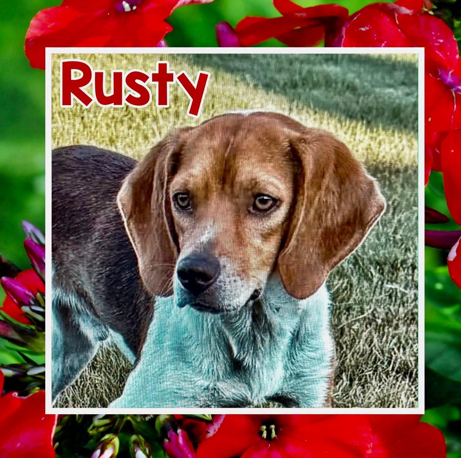 Rusty, ADOPTABLE, Adult Male Beagle.
