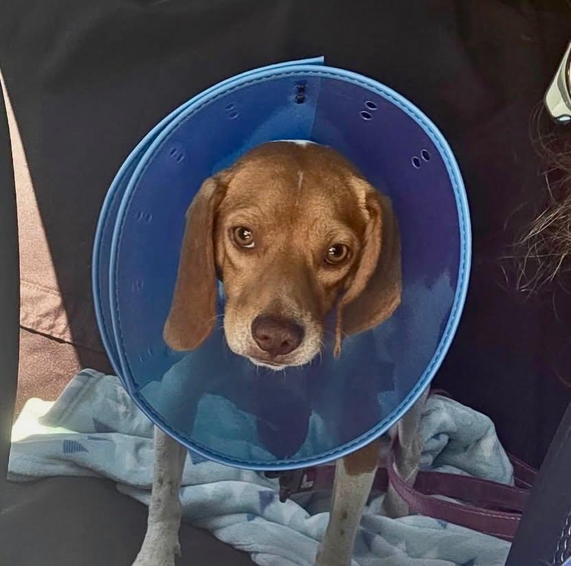 Enlarge Rusty, a ADOPTABLE Beagle in Raleigh, NC image 5/6