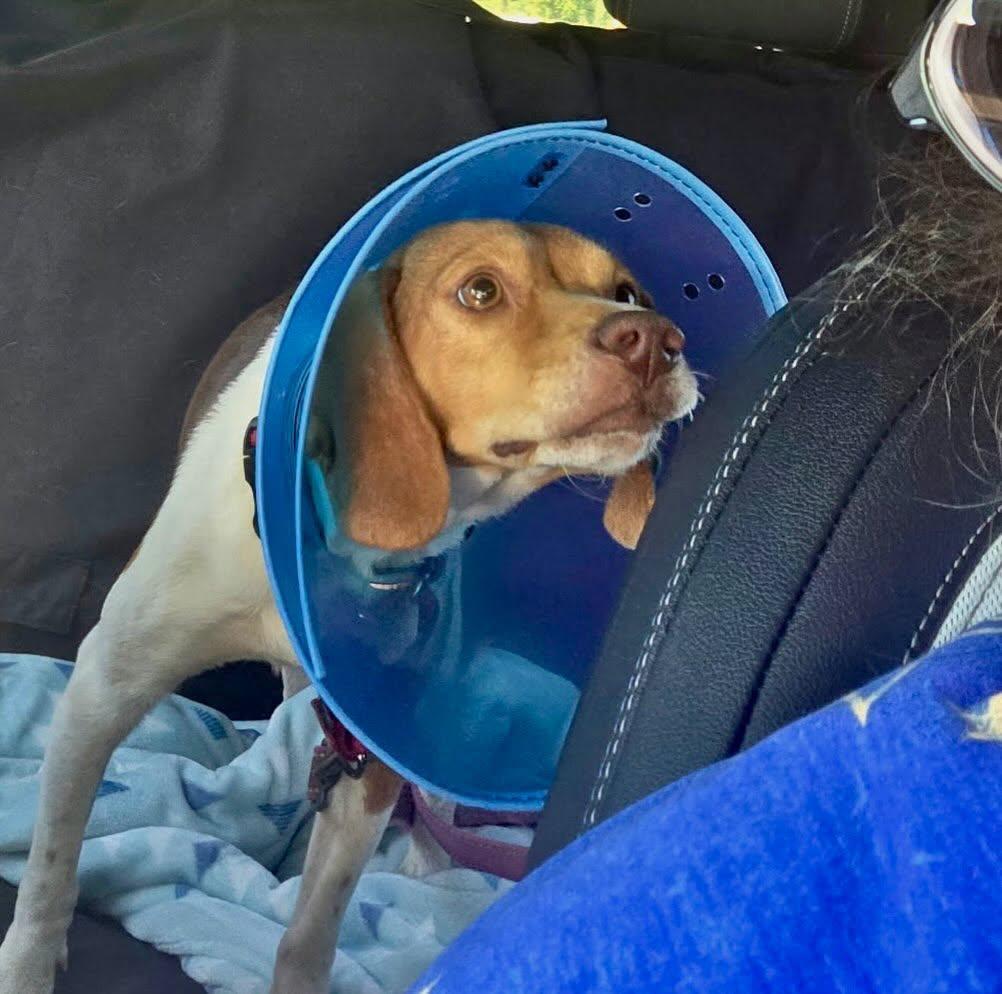 Enlarge Rusty, a ADOPTABLE Beagle in Raleigh, NC image 4/6