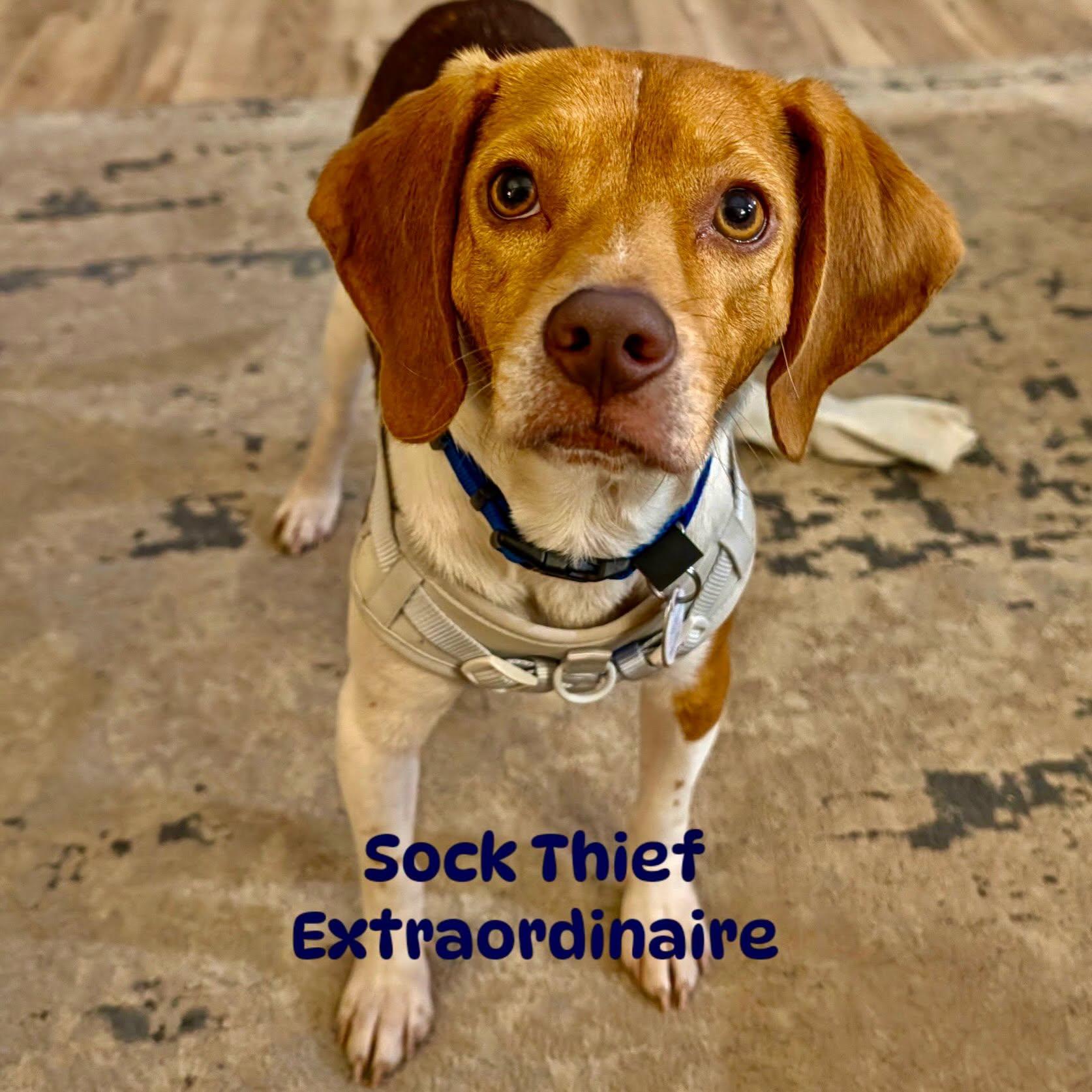 Enlarge Rusty, a Adoptable Beagle in Raleigh, NC image 2/6