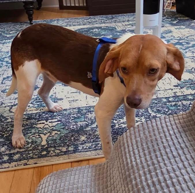 Enlarge Rusty, a ADOPTABLE Beagle in Raleigh, NC image 2/6