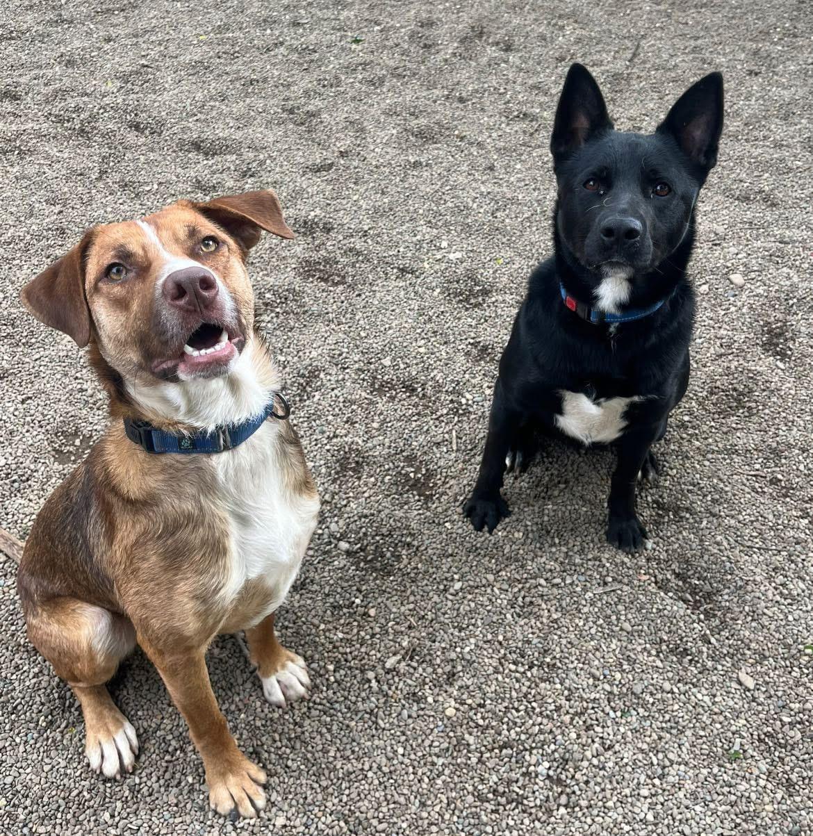Gollum, a Adoptable mixed breed in Youngstown, OH image 5/6