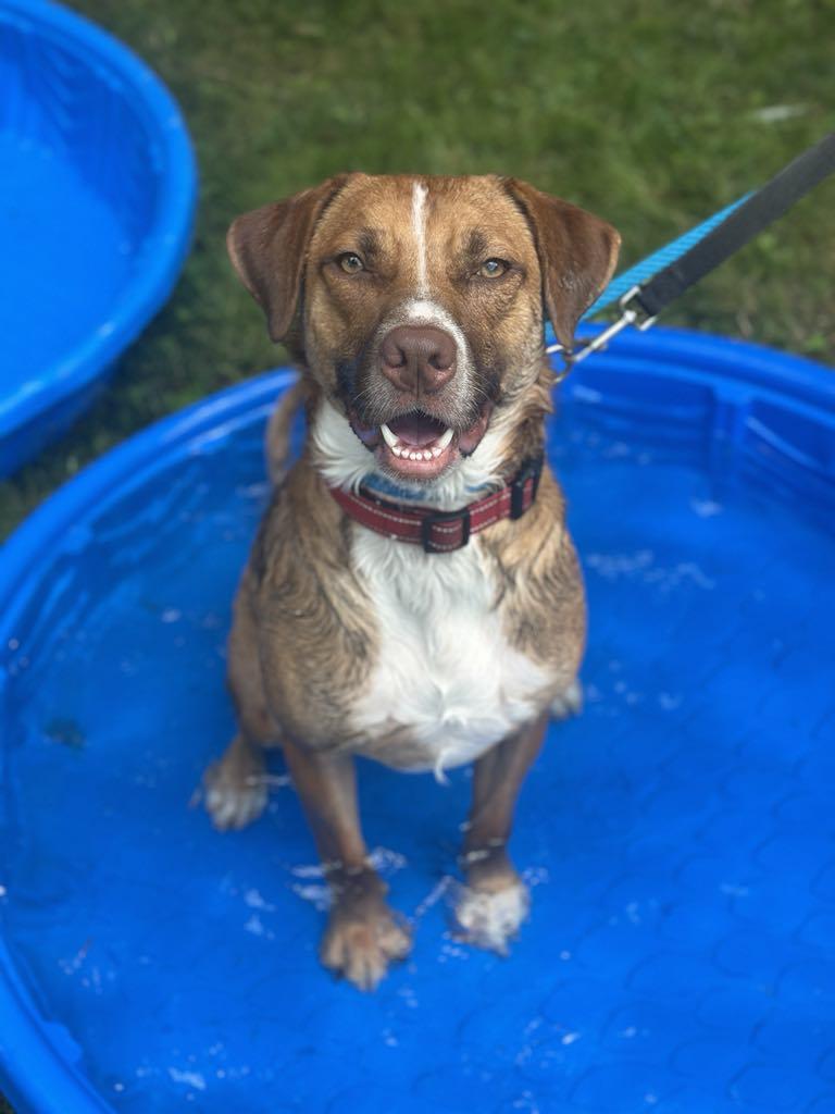 Gollum, a Adoptable mixed breed in Youngstown, OH image 3/6