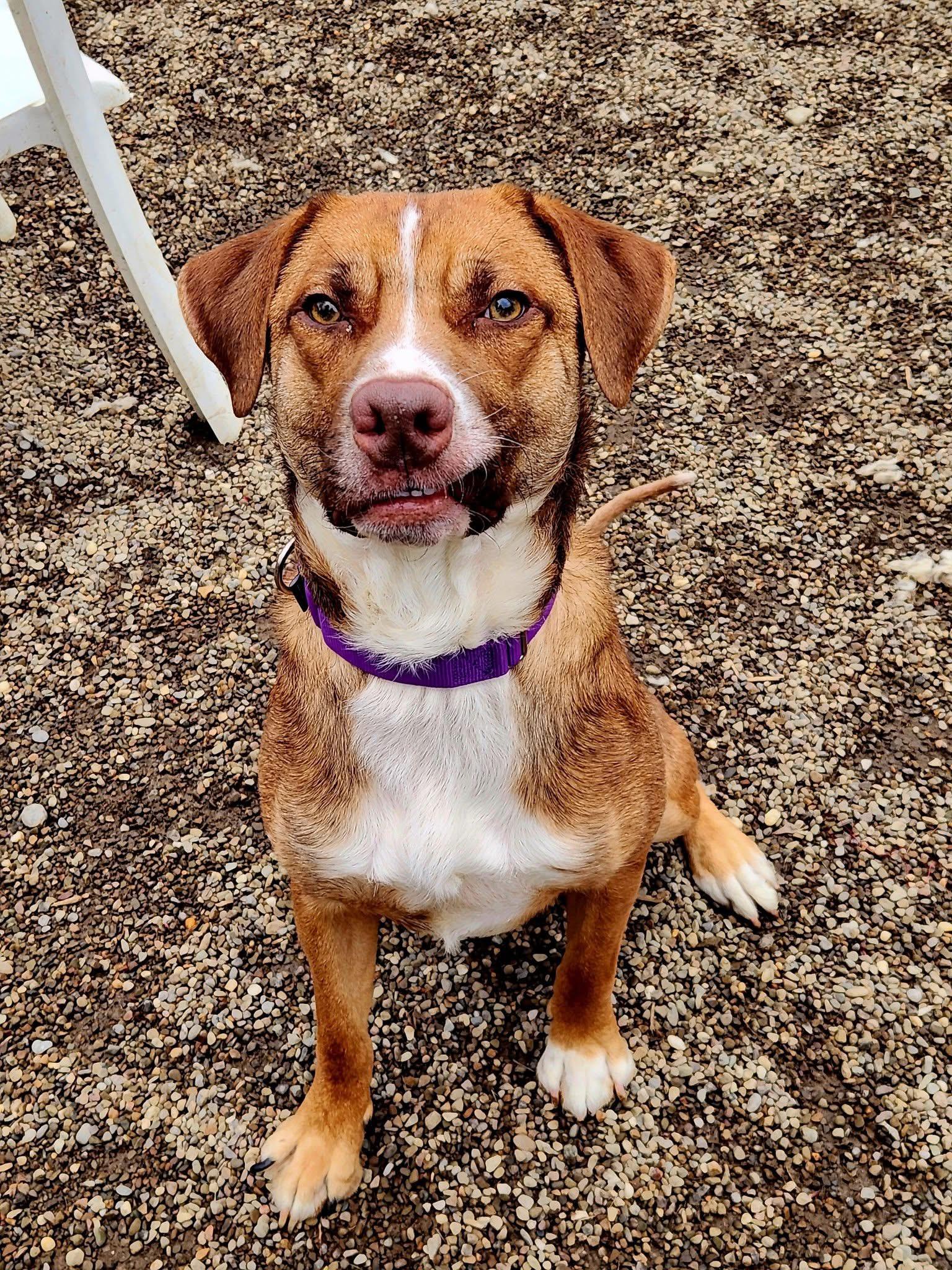 Gollum, a Adoptable mixed breed in Youngstown, OH image 6/6