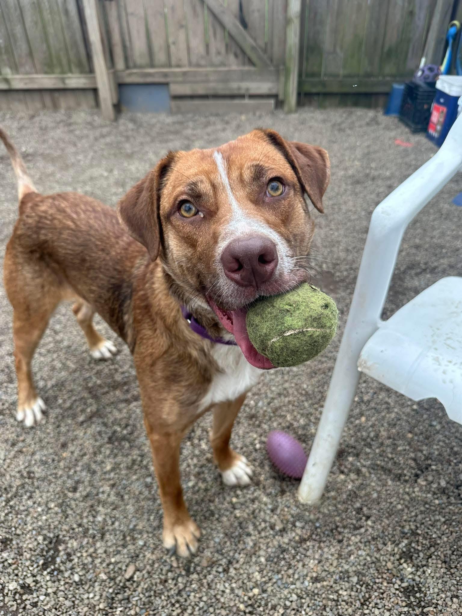 Gollum, a Adoptable mixed breed in Youngstown, OH image 4/6