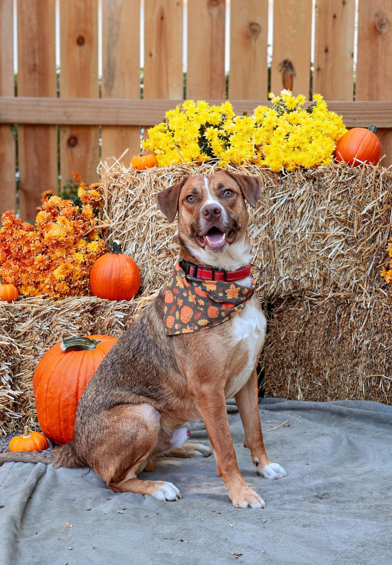 Gollum, Adoptable, Young Male Shepherd.
