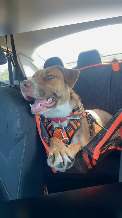 Enlarge Gollum, a Adoptable mixed breed in Youngstown, OH video 2/6