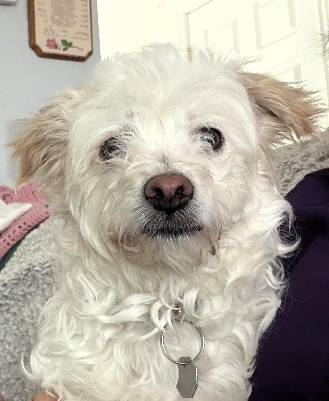 Finnegan, an adopted Terrier in Salt Lake City, UT image 4/5