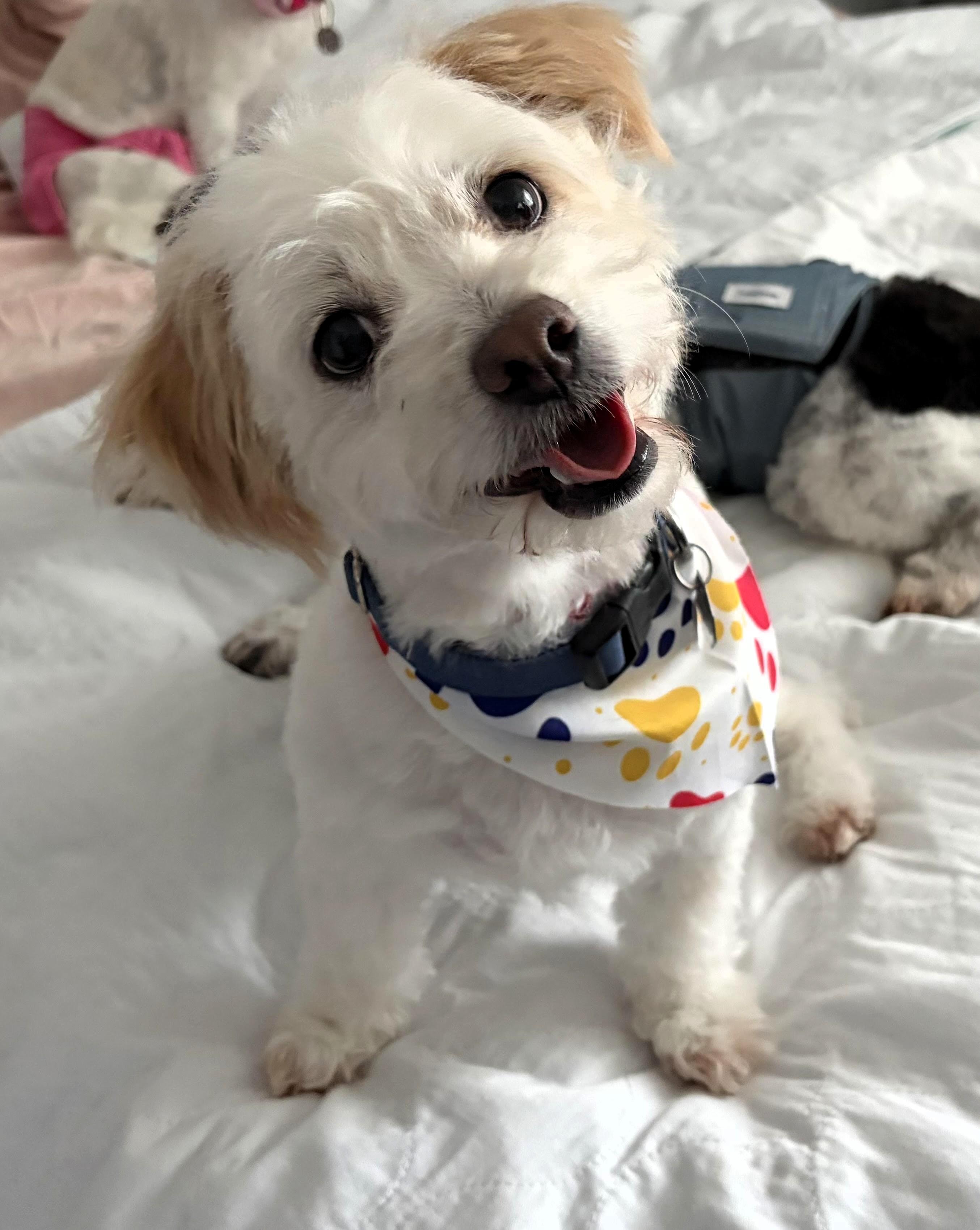 Finnegan, an adopted Terrier in Salt Lake City, UT image 3/5