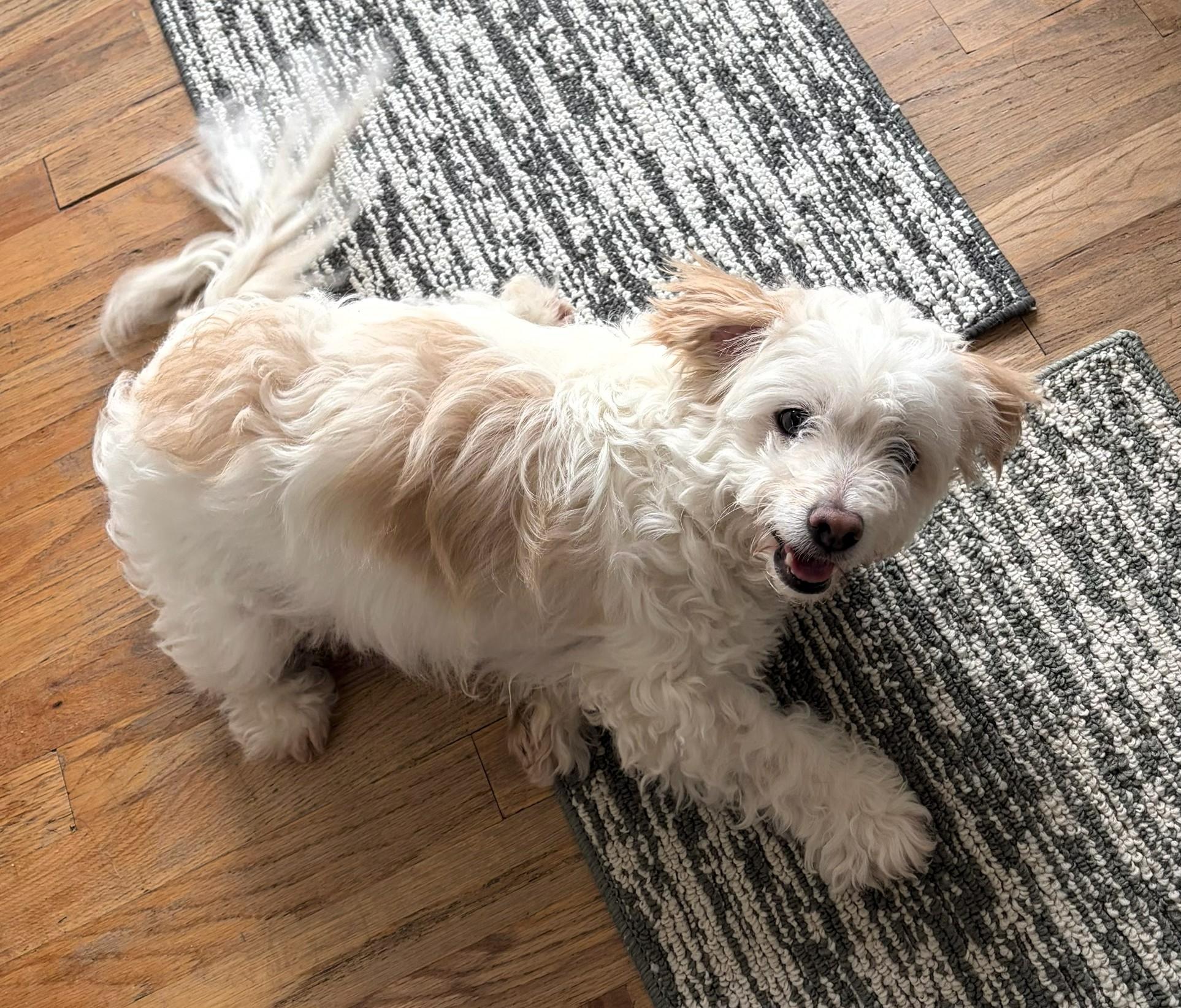 Finnegan, an adopted Terrier in Salt Lake City, UT image 5/5