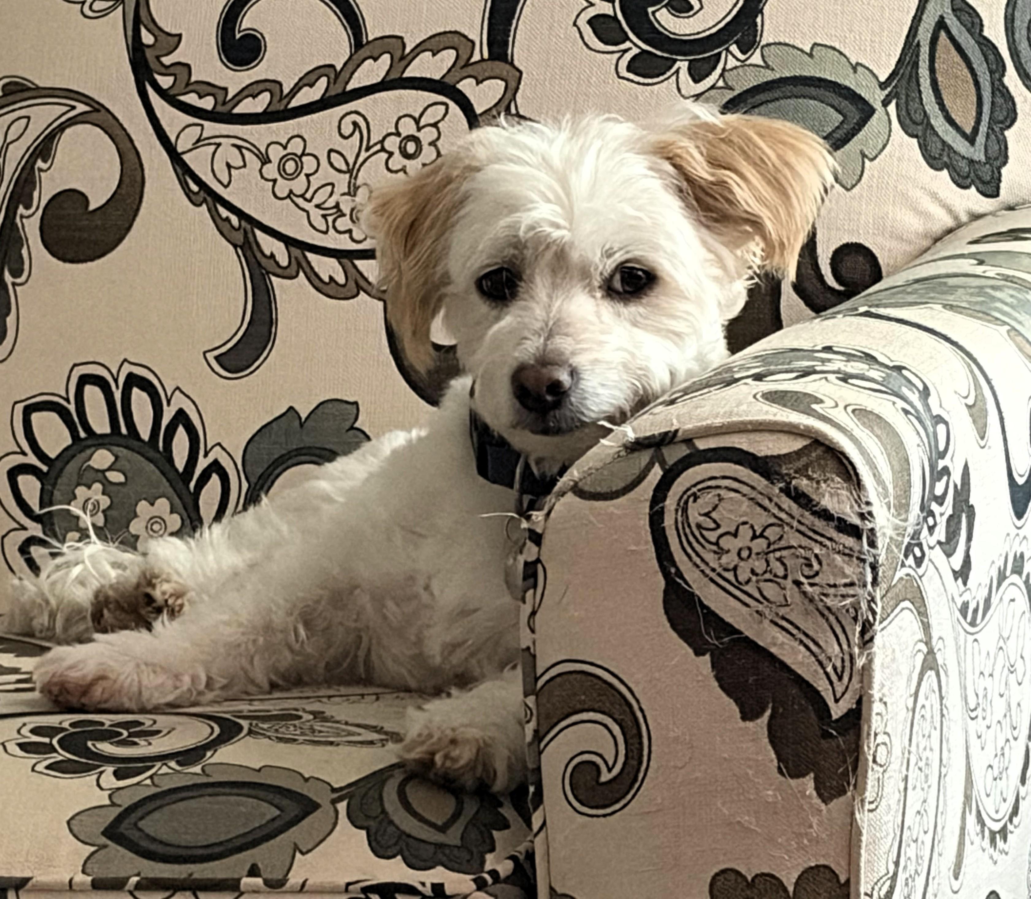 Finnegan, an adopted Terrier in Salt Lake City, UT image 2/5
