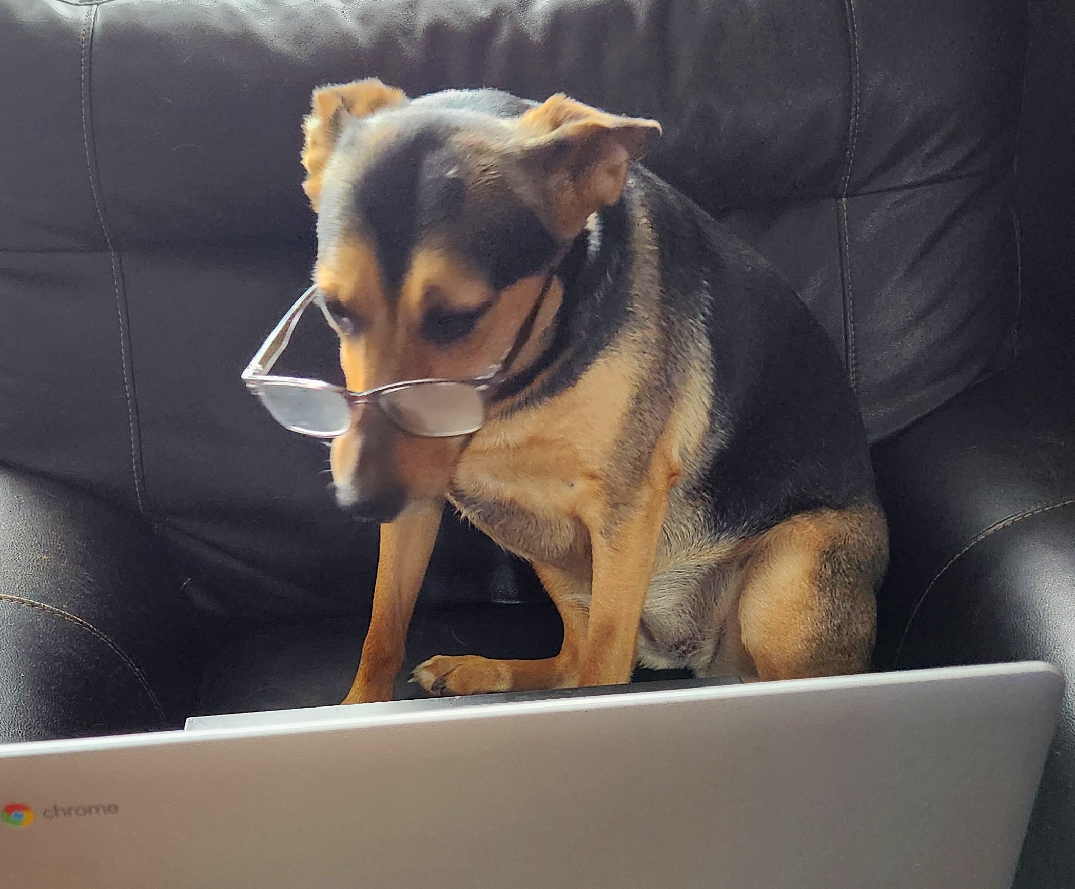 Coco (aka Peppermint Patty), a Adoptable Belgian Shepherd / Malinois in Scarborough, ON image 2/6