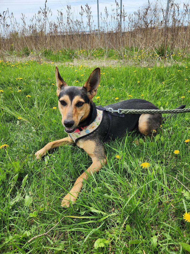 Coco (aka Peppermint Patty), Adoptable, Adult Female Belgian Shepherd / Malinois.