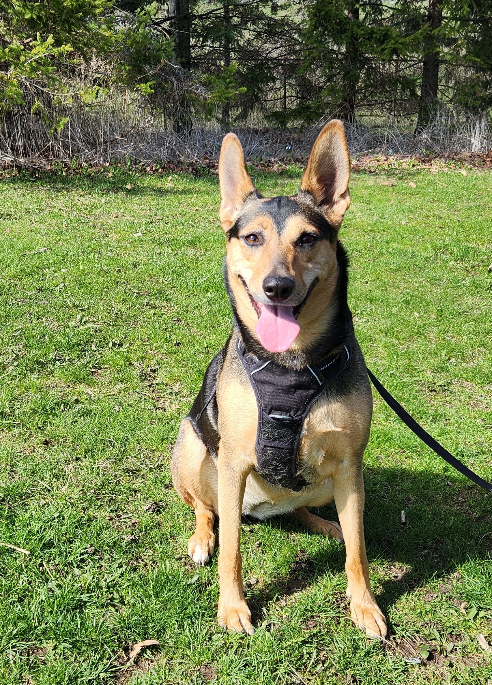 Coco (aka Peppermint Patty), a Adoptable Belgian Shepherd / Malinois in Scarborough, ON image 5/6