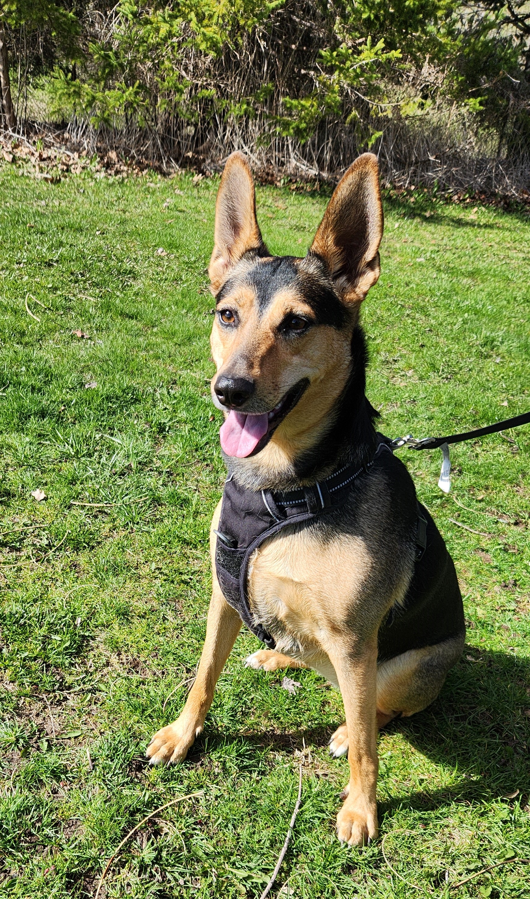 Coco (aka Peppermint Patty), a Adoptable Belgian Shepherd / Malinois in Scarborough, ON image 3/6