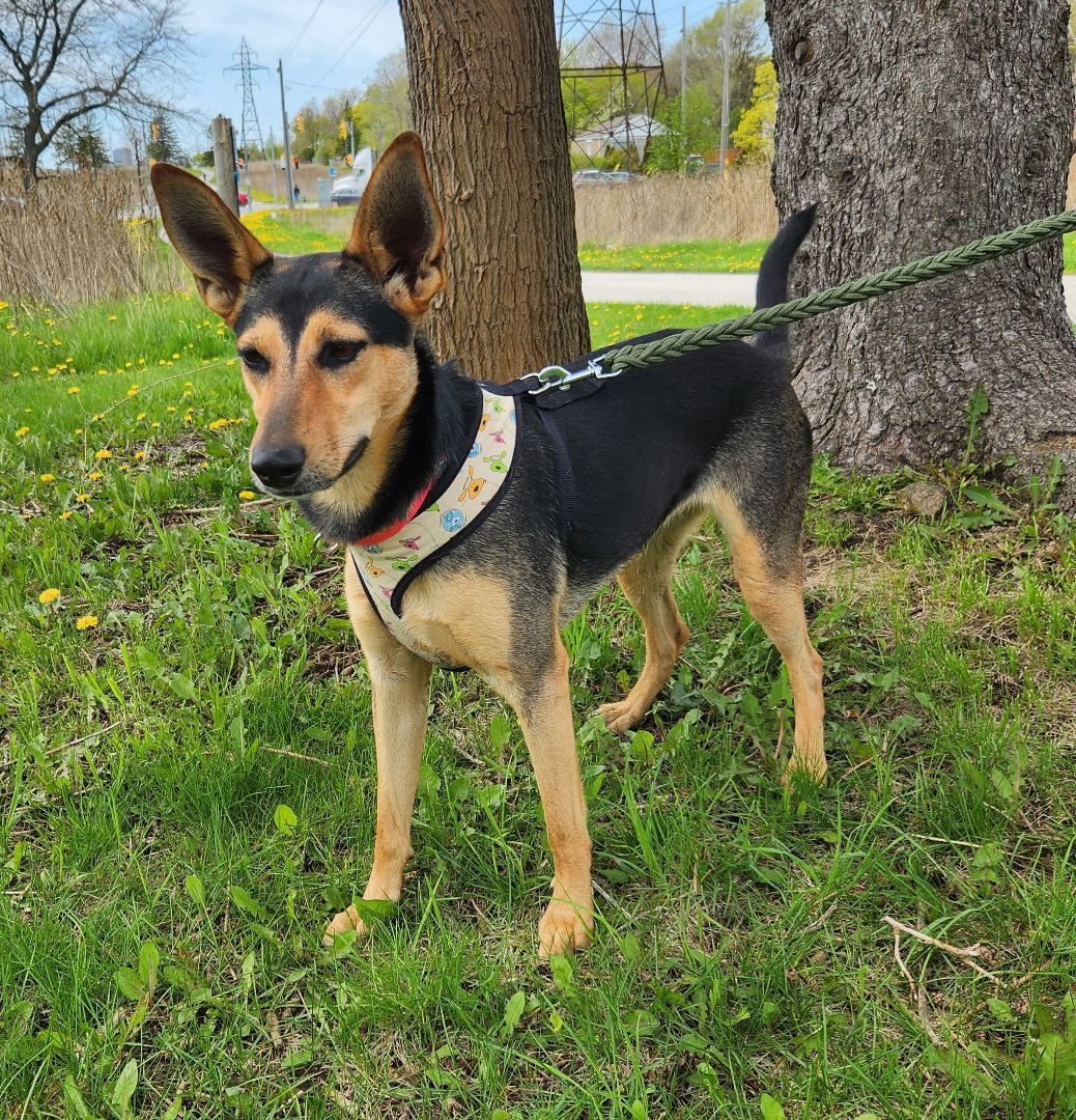 Coco (aka Peppermint Patty), a Adoptable Belgian Shepherd / Malinois in Scarborough, ON image 6/6