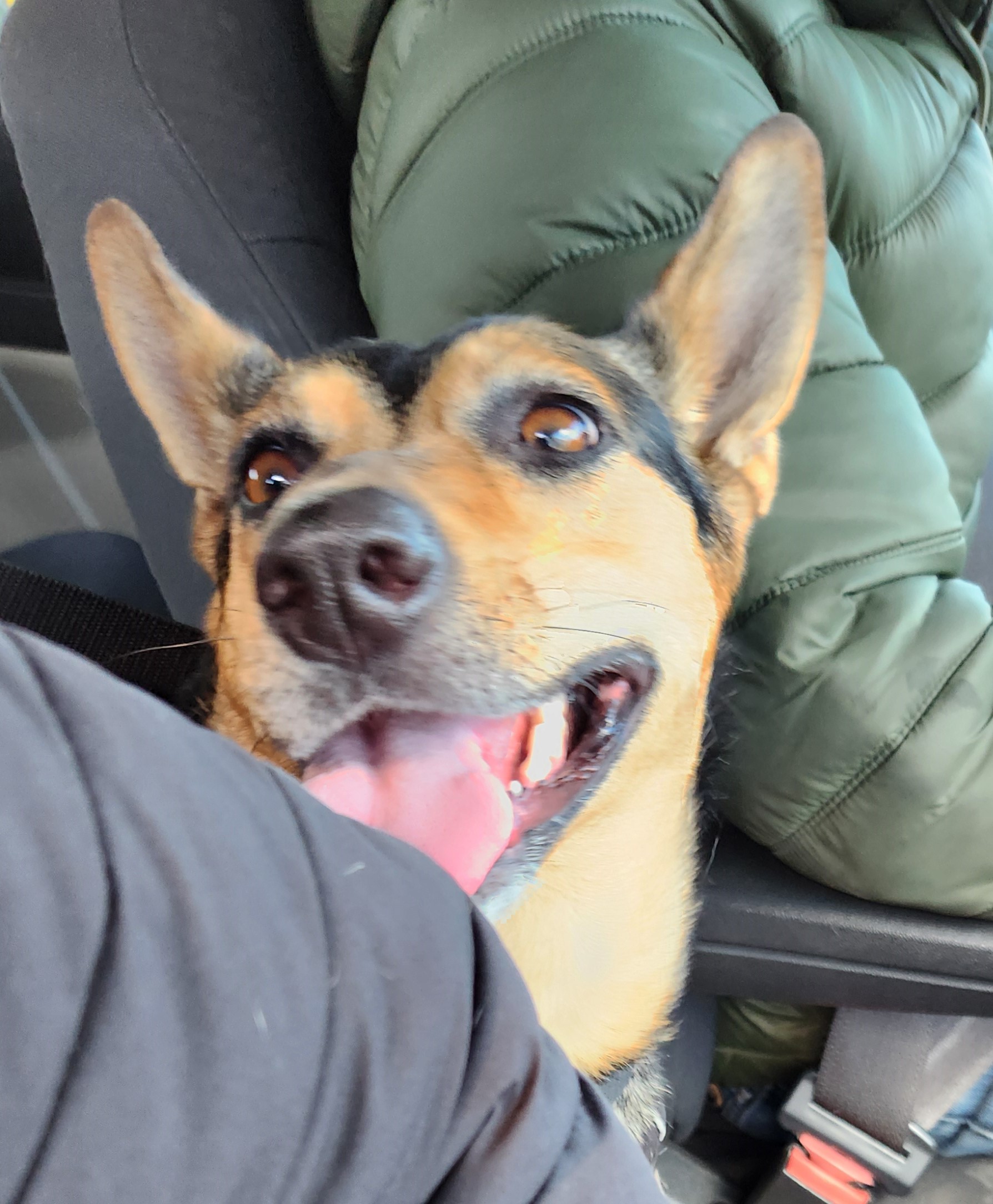 Coco (aka Peppermint Patty), a Adoptable Belgian Shepherd / Malinois in Scarborough, ON image 4/6