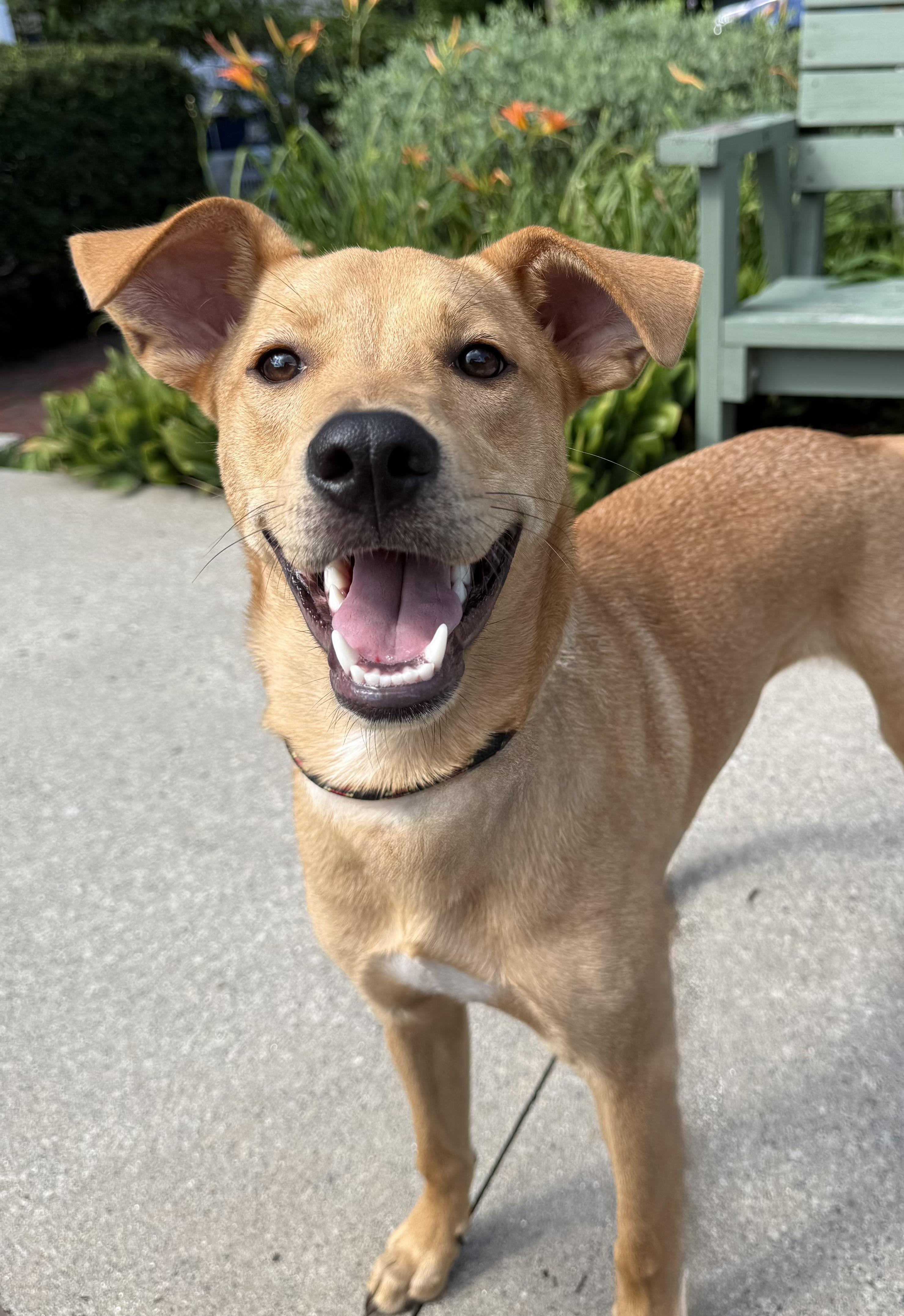 Lacey, ADOPTABLE, Young Female Mixed Breed.