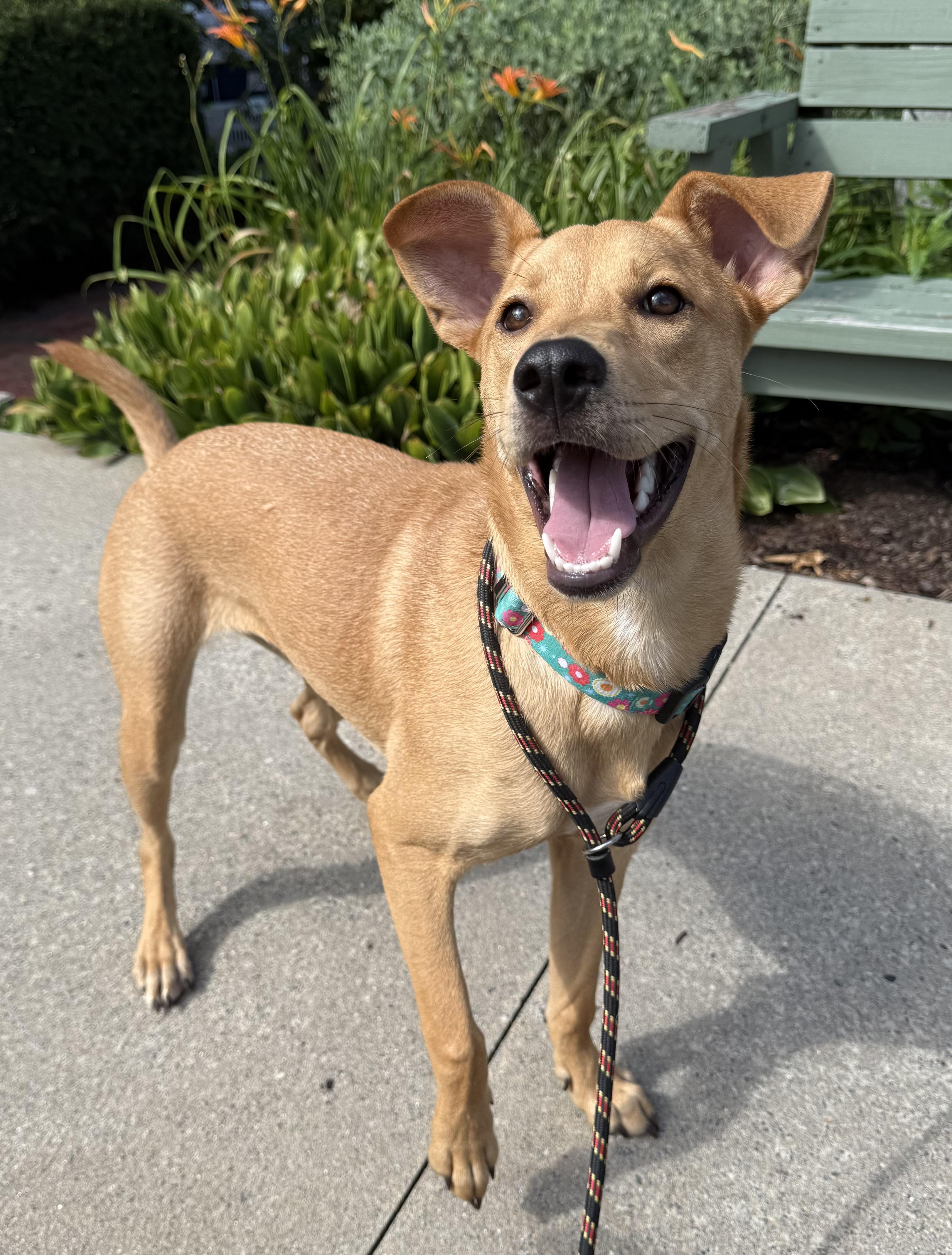 Lacey, a ADOPTABLE Mixed Breed in Sudbury, MA image 3/3