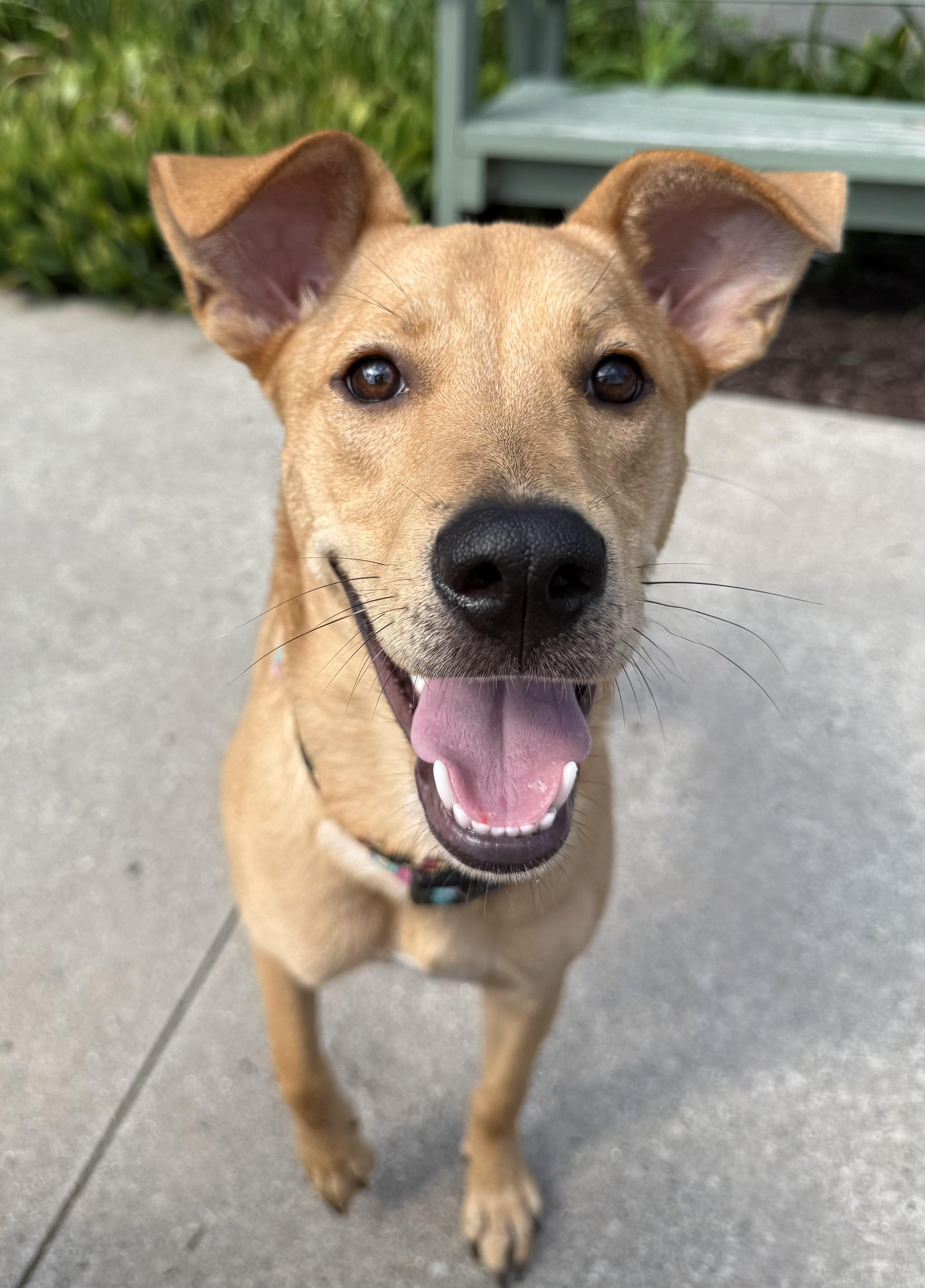 Lacey, a ADOPTABLE Mixed Breed in Sudbury, MA image 2/3
