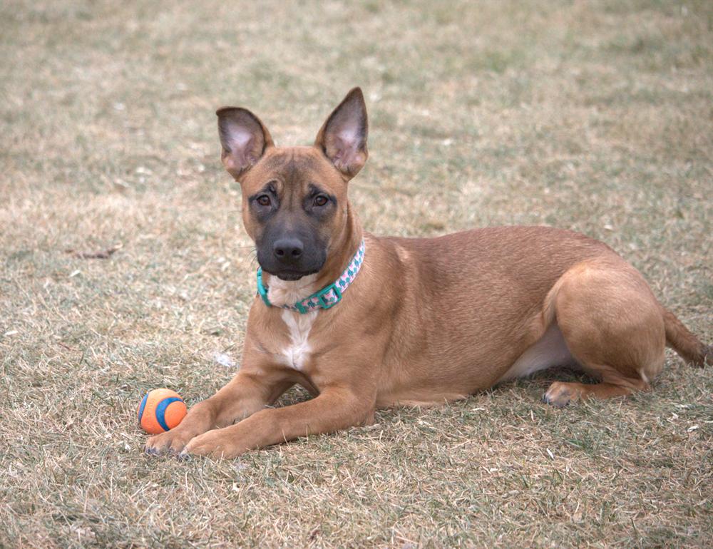 Enlarge Princess, a ADOPTABLE mixed breed in Great Falls, MT image 4/4