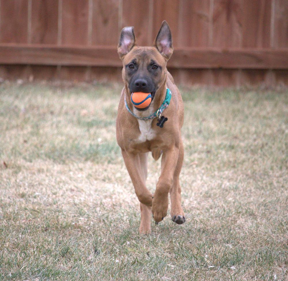 Enlarge Princess, a ADOPTABLE mixed breed in Great Falls, MT image 3/4