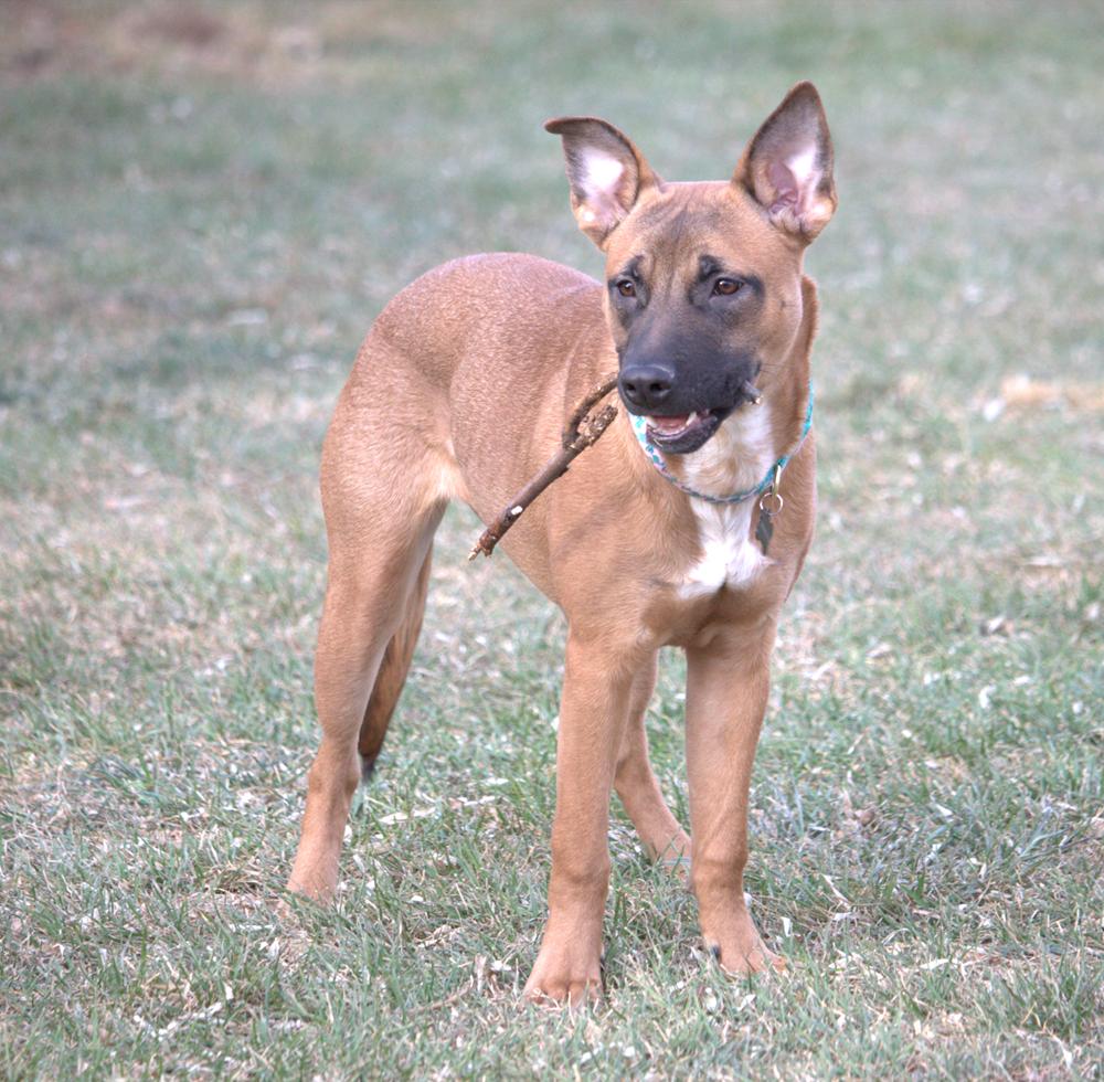Enlarge Princess, a ADOPTABLE mixed breed in Great Falls, MT image 1/4