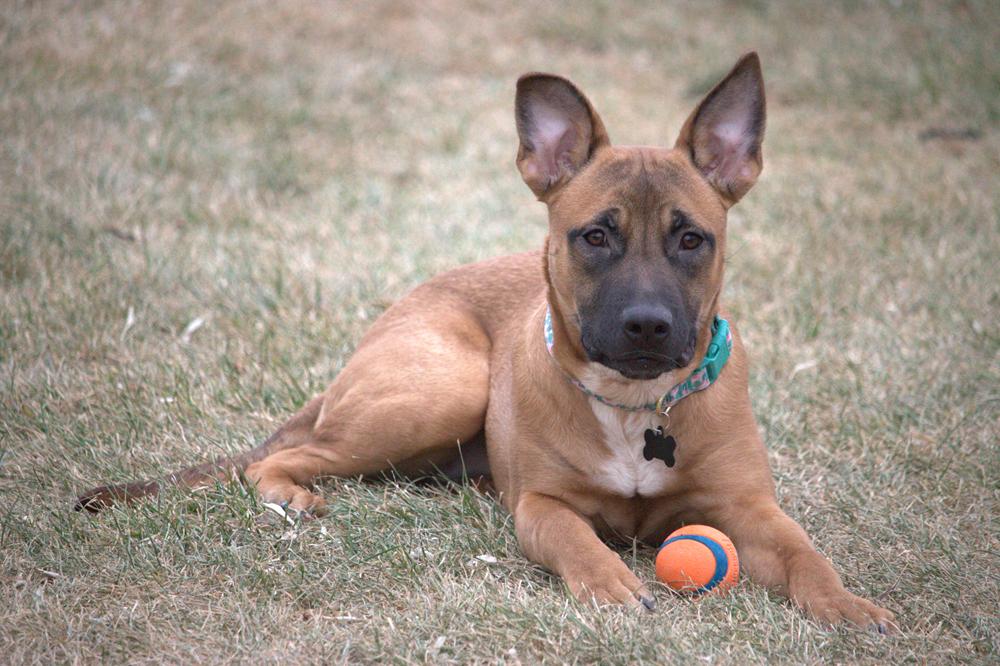 Enlarge Princess, a ADOPTABLE mixed breed in Great Falls, MT image 2/4