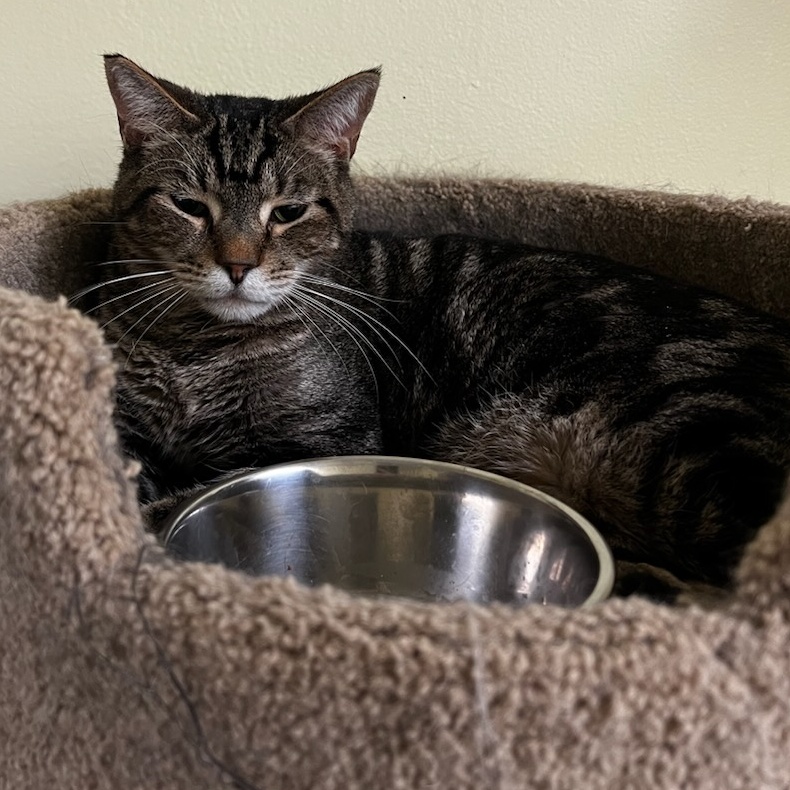 Cosmo, a Adoptable Tabby in Margate, FL image 1/2