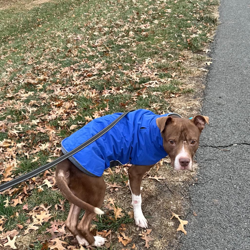 Enlarge Hershey, a Adoptable Pit Bull Terrier in Fairfax, VA image 1/6