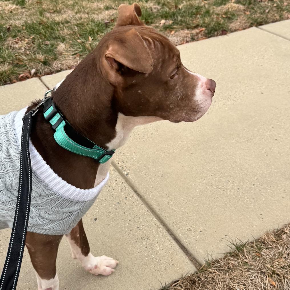 Enlarge Hershey, a Adoptable Pit Bull Terrier in Fairfax, VA image 2/6