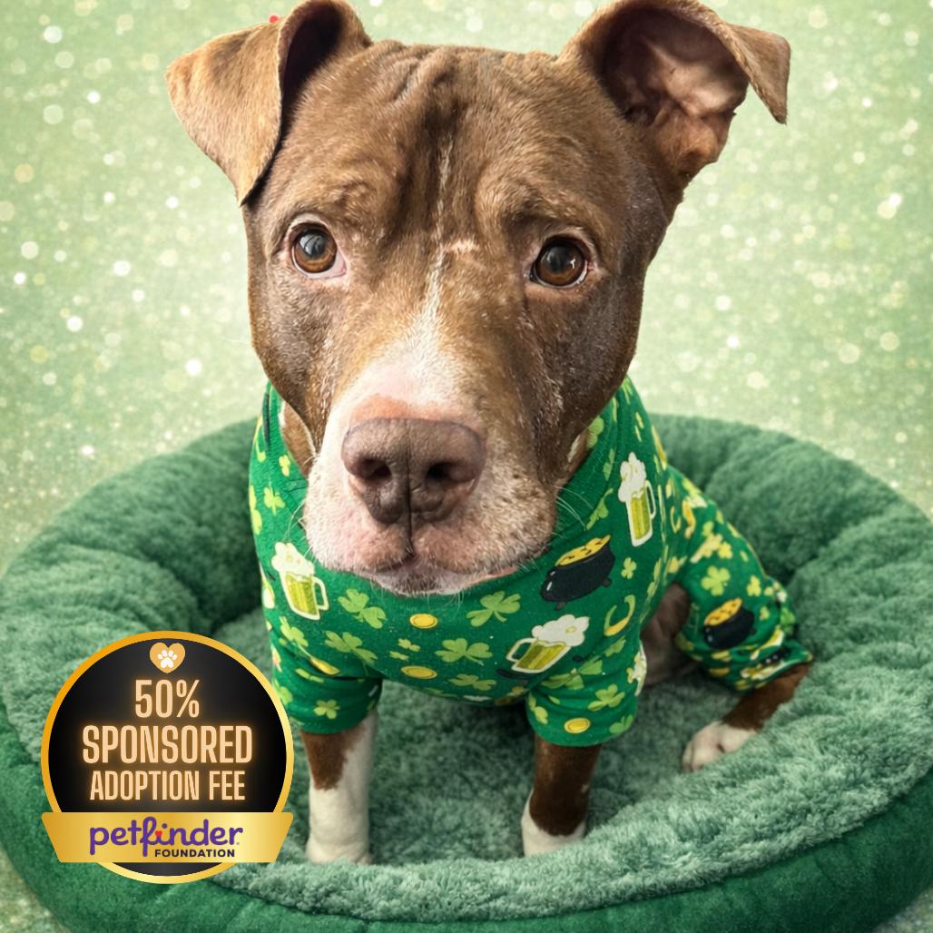 Enlarge Hershey, a Adoptable Pit Bull Terrier in Fairfax, VA image 1/6