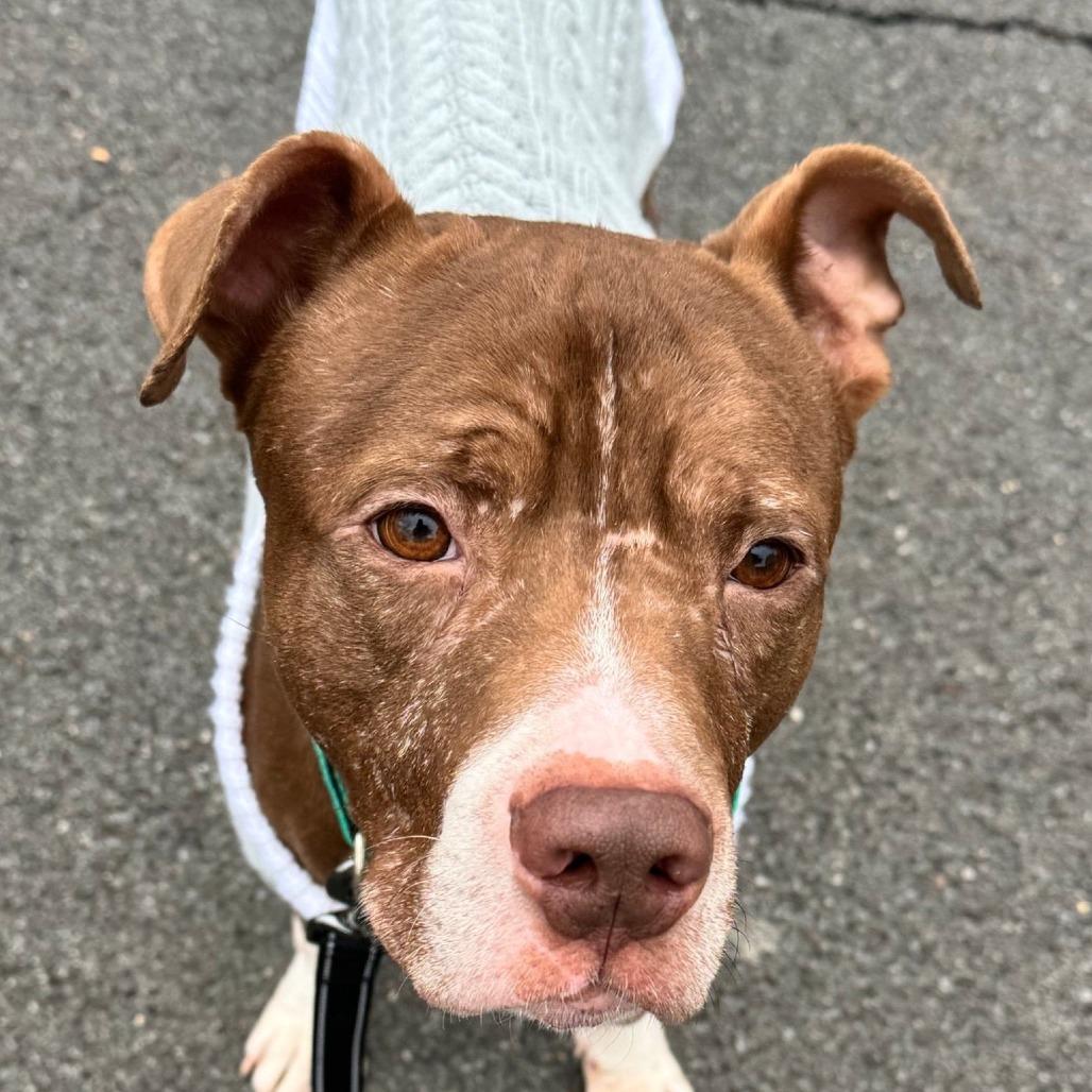 Enlarge Hershey, a Adoptable Pit Bull Terrier in Fairfax, VA image 2/6
