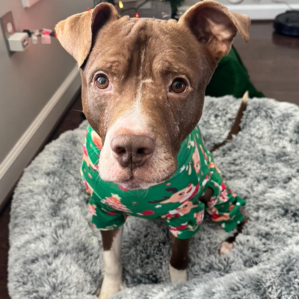 Enlarge Hershey, a Adoptable Pit Bull Terrier in Fairfax, VA image 3/6