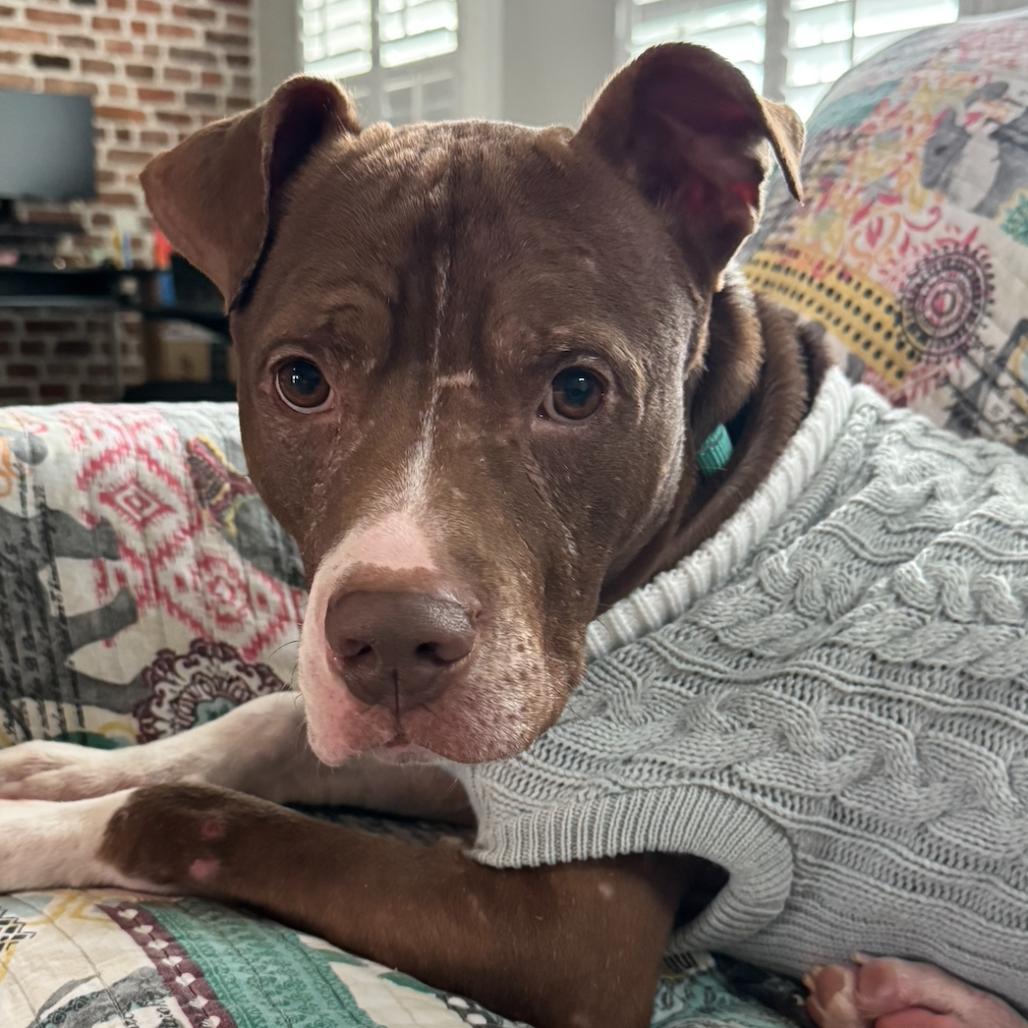 Enlarge Hershey, a Adoptable Pit Bull Terrier in Fairfax, VA image 4/6