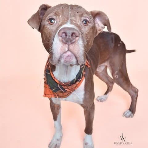 Enlarge Hershey, a Adoptable Pit Bull Terrier in Fairfax, VA image 5/6