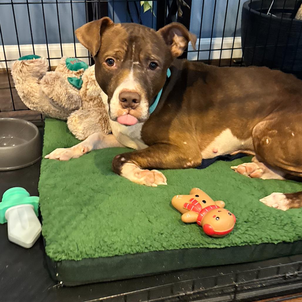 Enlarge Hershey, a Adoptable Pit Bull Terrier in Fairfax, VA image 6/6