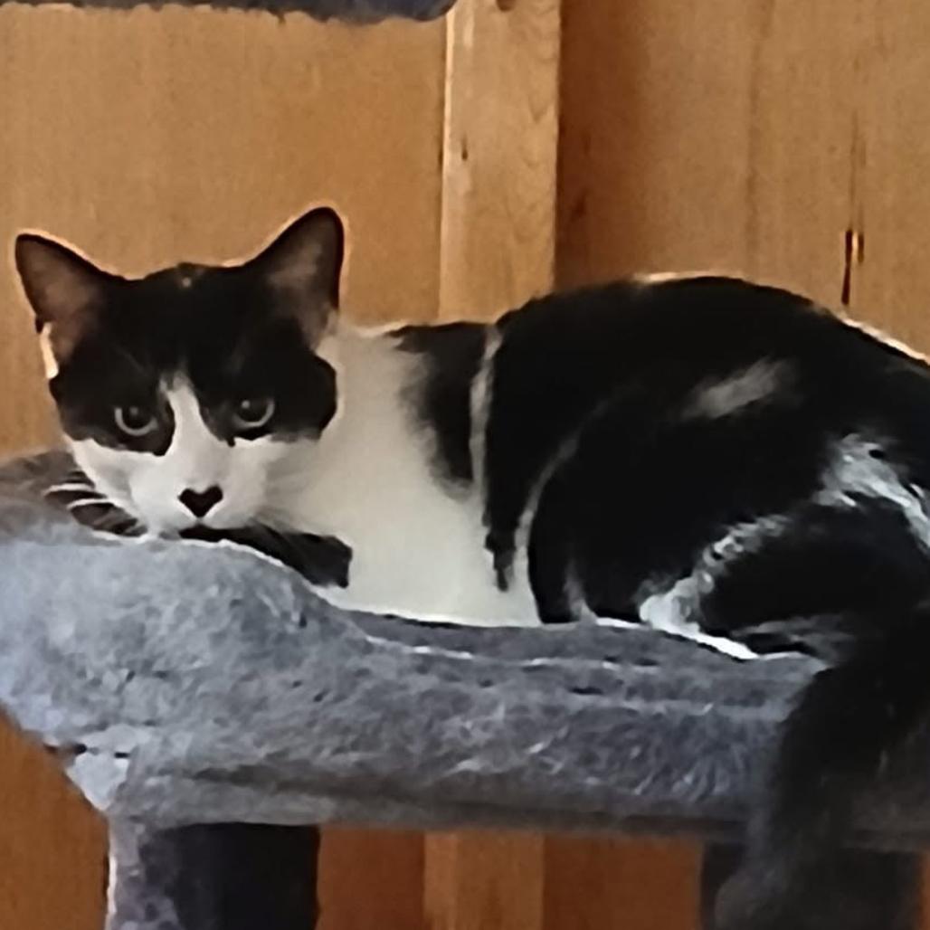 Wynn, Adoptable, Adult Male Domestic Short Hair.
