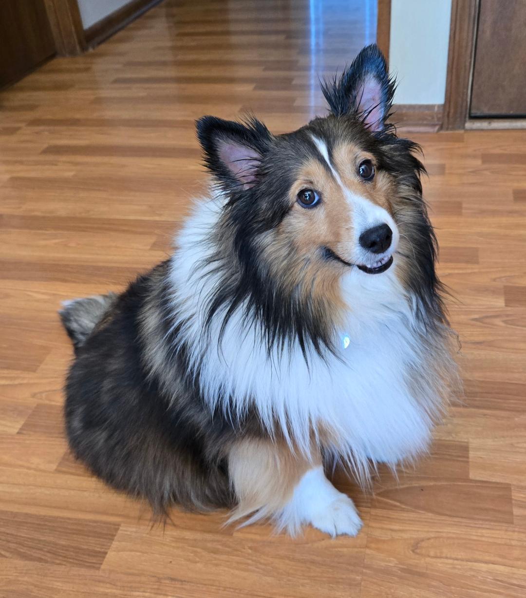 Autumn, Adoptable, Adult Female Shetland Sheepdog / Sheltie.