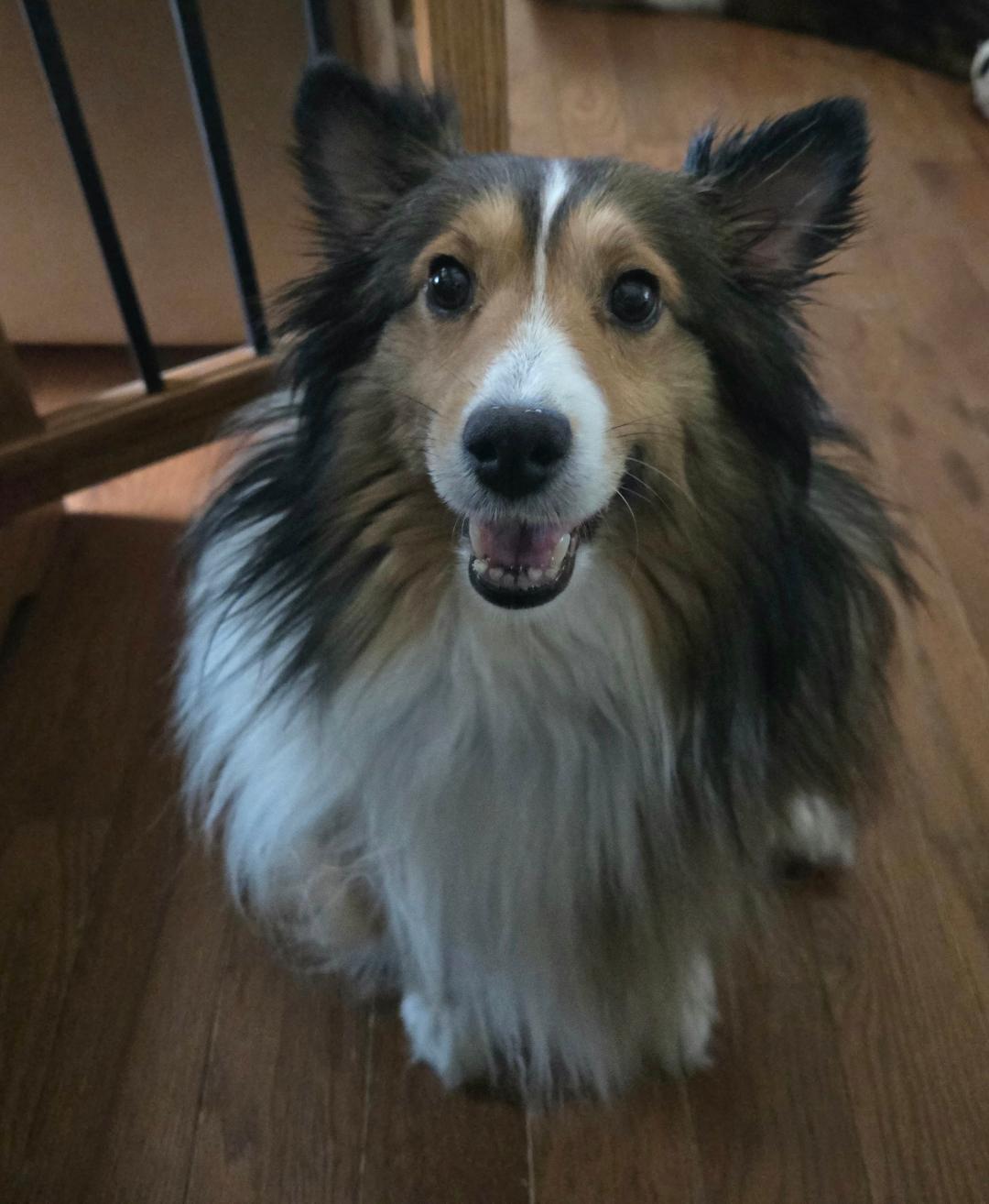 Enlarge Autumn, a Adoptable Shetland Sheepdog / Sheltie in Mission, KS image 2/3